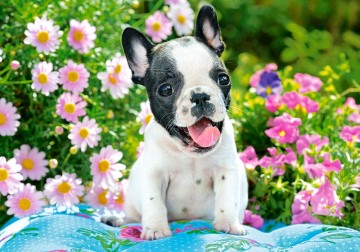 Castorland - French Bulldog Puppy - 500 Stukjes